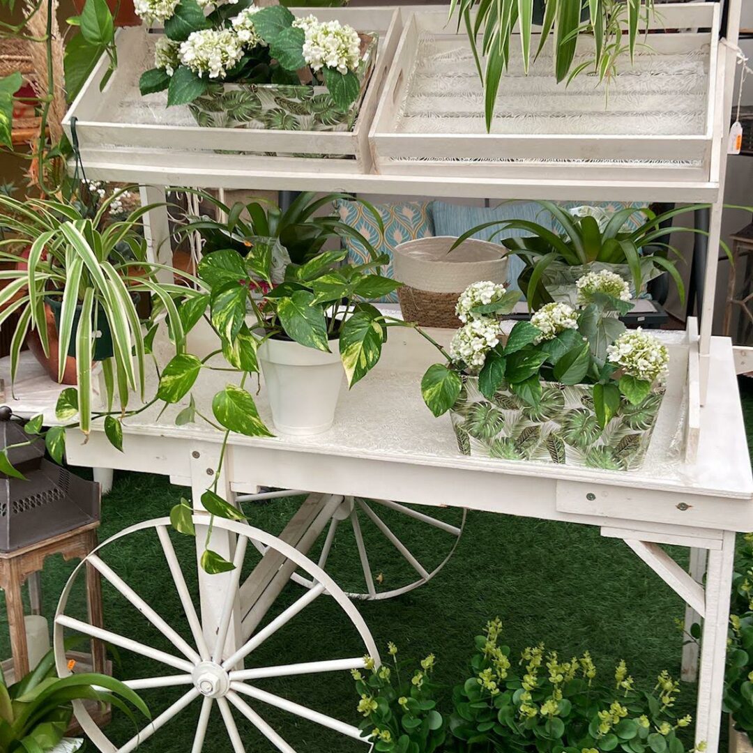 carro plantas